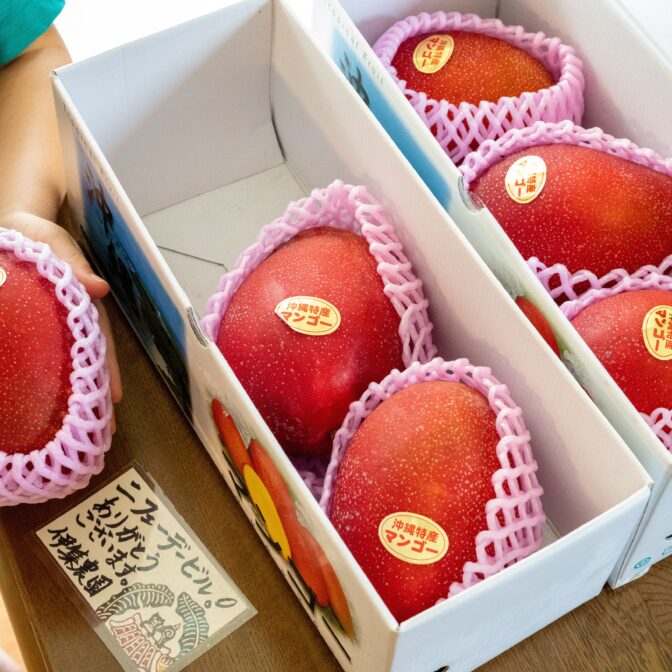 沖縄県産マンゴー1キロ（2～3個入り）化粧箱 | 沖縄の農園からマンゴー