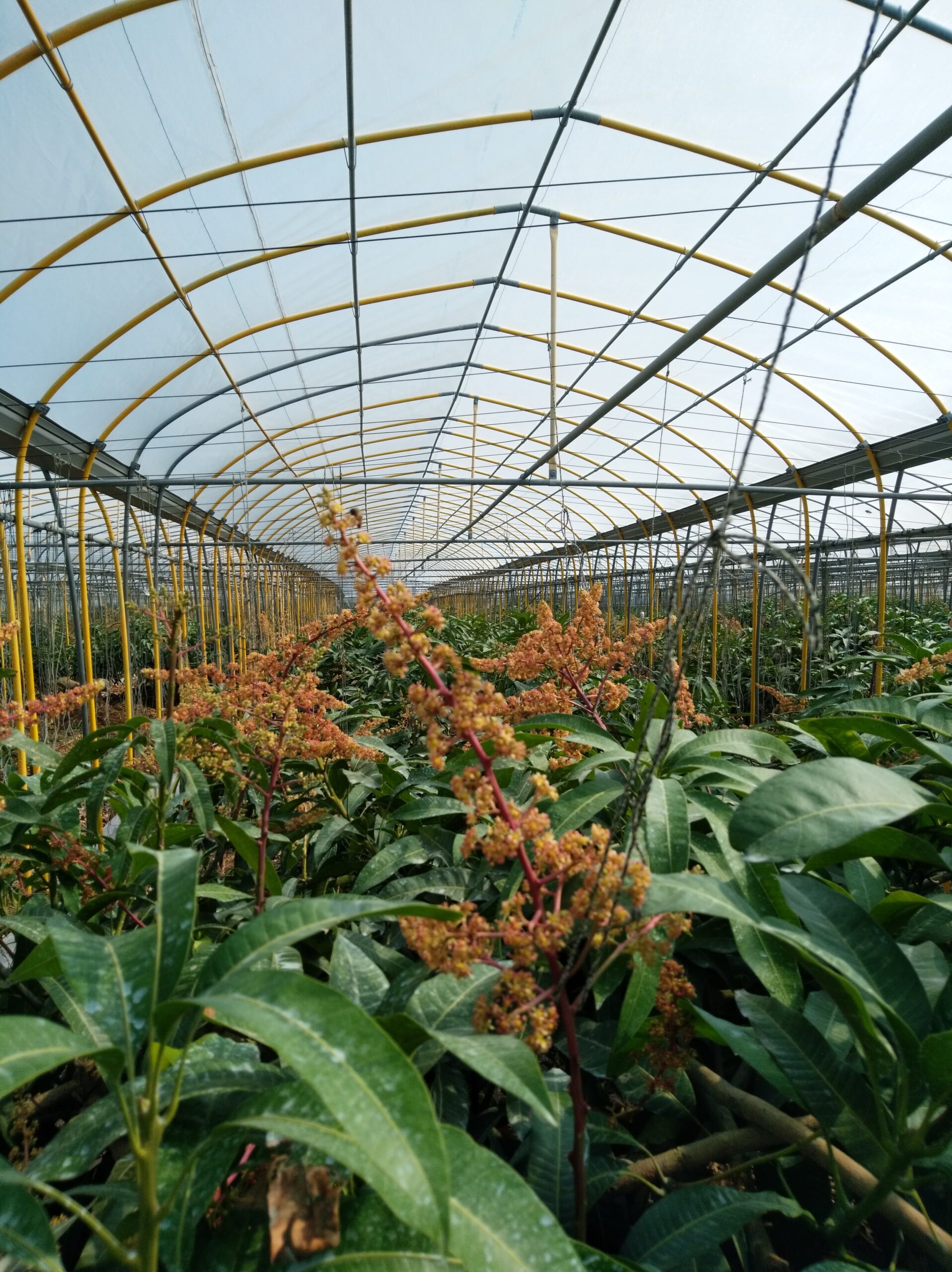 沖縄の気候とマンゴー栽培 沖縄の農園からマンゴーを直送 伊集農園 いじゅのうえん